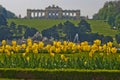 Yellow tulips in front of Gloriette building at the top of Schenbrunn park and palace in Vienna