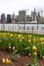 Yellow Tulips at Gantry Plaza State Park in Long Island City Queens New York with the Manhattan Skyline during Spring