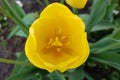 Yellow tulips in the garden close-up view from the top Royalty Free Stock Photo