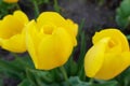 Yellow tulips in the garden close-up view from the top Royalty Free Stock Photo