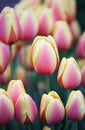 Tulips Royalty Free Stock Photo