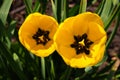 Yellow tulips in the garden. Two yellow flowers closeup. Springtime nature. Nature in details. Spring flowers in the meadow.