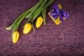 Yellow tulips and gift box on violet knitted background