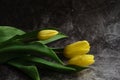 yellow tulips on a gray background