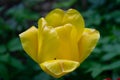 Yellow tulips in the green grass. The first spring flowers. Close up Royalty Free Stock Photo