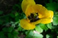 Yellow tulips in the green grass. The first spring flowers. Close up Royalty Free Stock Photo