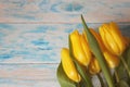 Yellow tulips with green leaves close-up on blue wooden background. Macro. Royalty Free Stock Photo