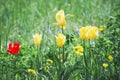 Yellow tulips grow in the meadow