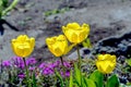 Four yellow tulip flowers blooming on the ground in the garden in spring Royalty Free Stock Photo