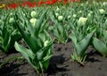 Yellow tulips grows in the garden after rain Royalty Free Stock Photo