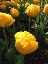 Yellow tulips, Hyde Hall Garden, April Royalty Free Stock Photo