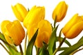 Yellow tulips isolated Royalty Free Stock Photo