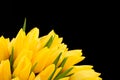 Yellow Tulips isolated overthe black  background Royalty Free Stock Photo