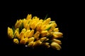 Yellow Tulips isolated over the black background Royalty Free Stock Photo