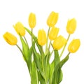 Yellow Tulips isolated Royalty Free Stock Photo