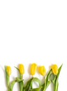 Yellow tulips isolated on a white background. Flower frame. Floral border. Vertical orientation. Copy space, top view, flat lay Royalty Free Stock Photo