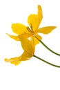 Yellow tulips isolated on white. Two yellow Tulip. White background. Royalty Free Stock Photo