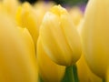Yellow tulips in Keukenhof Botanical Garden, Holland