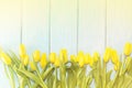 Yellow tulips on a light blue wooden background Royalty Free Stock Photo