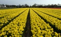 Yellow tulips lisse