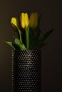 Yellow tulips in metal vase Royalty Free Stock Photo