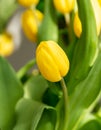 Close up signle yellow tulip on bright nature background Royalty Free Stock Photo