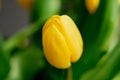 Close up signle yellow tulip on dark nature background Royalty Free Stock Photo