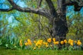 Yellow Tulips & Oak Tree Royalty Free Stock Photo