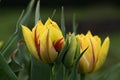 Two beautiful yellow tulips Royalty Free Stock Photo