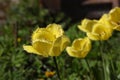 Yellow flowers in a flower bed. Royalty Free Stock Photo