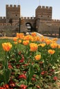 Yellow tulips opposite historical Topkapi City Walls, in Istanbul