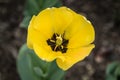 Yellow Tulips Royalty Free Stock Photo