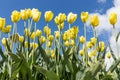 Yellow tulips over a blue sky background. Royalty Free Stock Photo