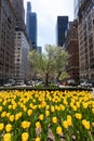 Yellow Tulips on Park Avenue during Spring on the Upper East Side of New York City