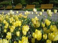 Yellow tulips in park Royalty Free Stock Photo