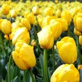 Yellow tulips in a park Royalty Free Stock Photo