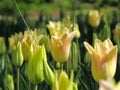 Yellow Tulips with Onion Grass