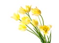 Yellow tulips with a pink fringe Royalty Free Stock Photo