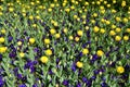 Yellow tulips in purple pansies background Royalty Free Stock Photo