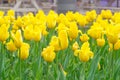Yellow tulips on the green city lawn Royalty Free Stock Photo