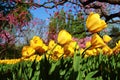 Yellow Tulips and Red Peach Blossoms In Spring
