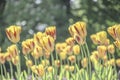 Yellow tulips with red strips blossoming in UK park Royalty Free Stock Photo