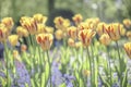 Yellow tulips with red strips blossoming in UK park Royalty Free Stock Photo