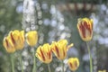 Yellow tulips with red strips blossoming in UK park Royalty Free Stock Photo