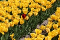 Yellow tulips and 1 red tulip in the field Royalty Free Stock Photo