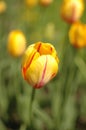 Yellow tulips with red veins on the flower beds in the park. Yellow tulips close-up.