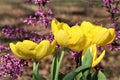 Yellow Tulips and Redbud Blooms Royalty Free Stock Photo