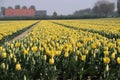 yellow tulips in rows in a flower field in Oude-Tonge on the isl