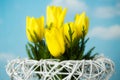 Yellow tulips on sky background