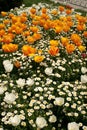 Yellow tulips and some white tulips with around white daisies in a park, in Istanbul